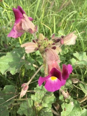 Proboscidea fragrans