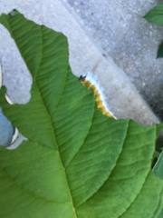 Macremphytus tarsatus