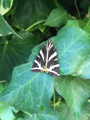 Euplagia quadripunctaria