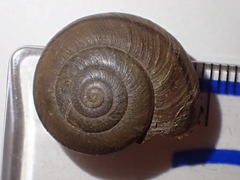 Helminthoglypta petricola