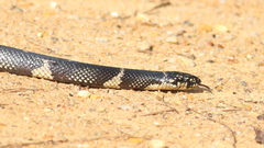 Lampropeltis getula