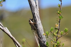 Clidophleps distanti