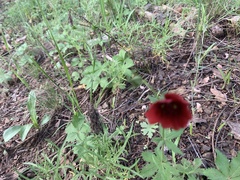 Potentilla thurberi