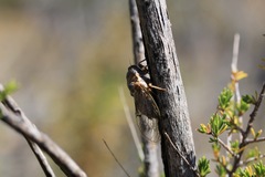 Clidophleps distanti