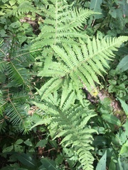 Phegopteris