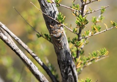 Clidophleps distanti