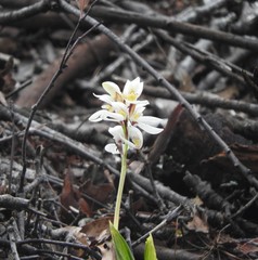 Govenia liliacea