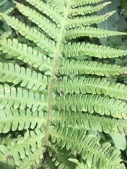 Phegopteris