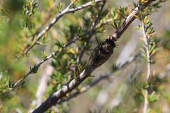 Clidophleps distanti