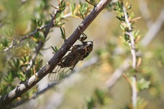 Clidophleps distanti
