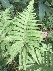 Phegopteris