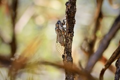 Clidophleps distanti