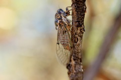 Clidophleps distanti