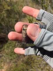 Clidophleps distanti