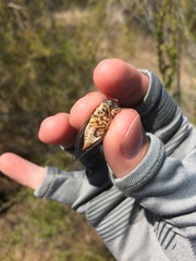 Clidophleps distanti