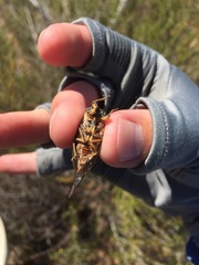 Clidophleps distanti