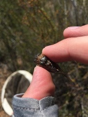 Clidophleps distanti