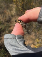 Clidophleps distanti