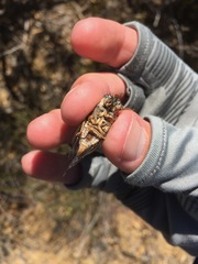 Clidophleps distanti