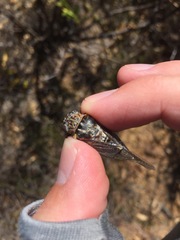 Clidophleps distanti