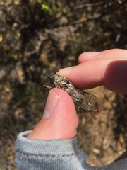 Clidophleps distanti