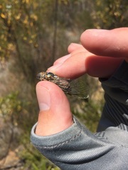 Clidophleps distanti