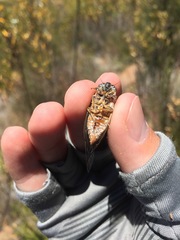 Clidophleps distanti
