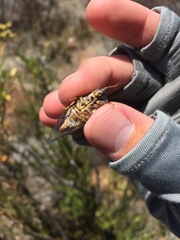 Clidophleps distanti