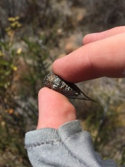 Clidophleps distanti