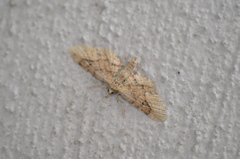 Eupithecia unicolor
