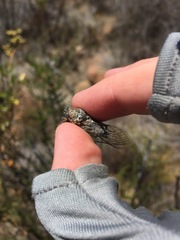 Clidophleps distanti