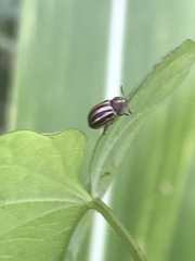 Agroiconota bivittata