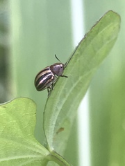 Agroiconota bivittata