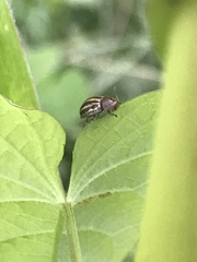 Agroiconota bivittata