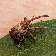 Anthonomus quadrigibbus