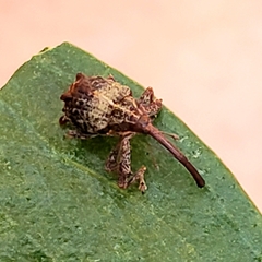 Anthonomus quadrigibbus