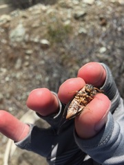 Clidophleps distanti