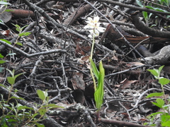 Govenia liliacea