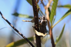 Clidophleps distanti