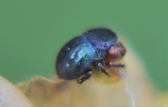 Sassacus alboguttatus