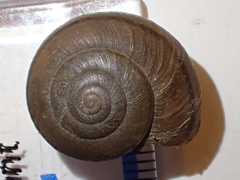 Helminthoglypta petricola