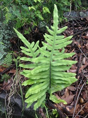 Phlebodium araneosum