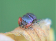 Sassacus alboguttatus