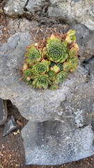 Sempervivum tectorum