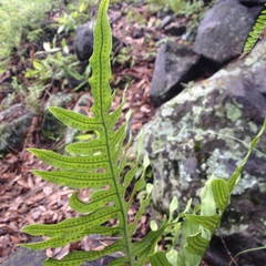 Phlebodium araneosum