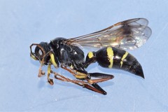 Lestiphorus cockerelli