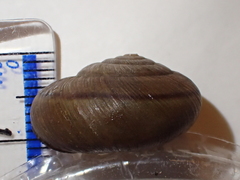 Helminthoglypta petricola