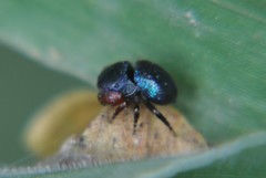 Sassacus alboguttatus