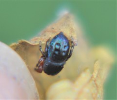 Sassacus alboguttatus