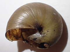 Helminthoglypta petricola